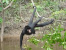 DSC04683 Amazon3