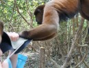 DSC05404 MonkeyHat09