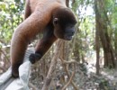 DSC05411 MonkeyHat10