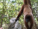 DSC05457 MonkeyHat11