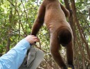 DSC05460 MonkeyHat12