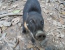 DSC05574 Amazon4