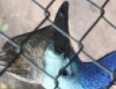 171216cE KurandaDuckAnimalPark 69