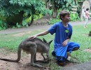 171216dE KurandaAnimalParkDashKangaroo 35